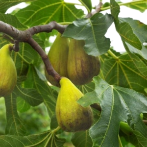 Смокиня Dalmatië 20 см - студоустойчив сорт в 0.5л саксия