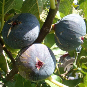 Смокиня с медени нотки Дела Синьора - 80 см