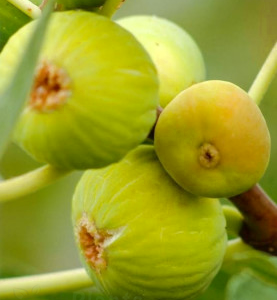 Смокиня Dottato - италиански сорт с две реколти