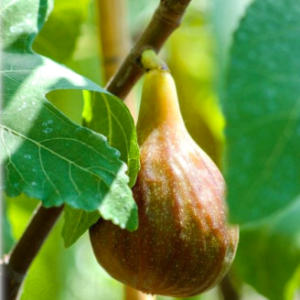 Смокиня сорт Melanzana - родовито плодно дърво