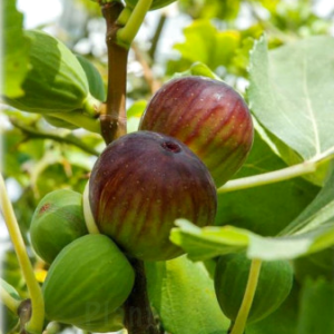 Смокиня с червени плодове Brogiotto Nero 80 см