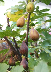 Смокиня Густисимо Перета 140-160 см - плодно дърво