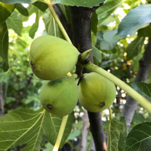 Смокиня италиански сорт Троиано 150 см | 2 л