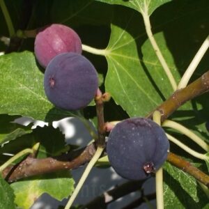 Смокиня Турска TURCA - едри сладки плодове 60 см