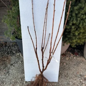 Касис сорт Титания (Ribes nigrum 'Titania') гол корен