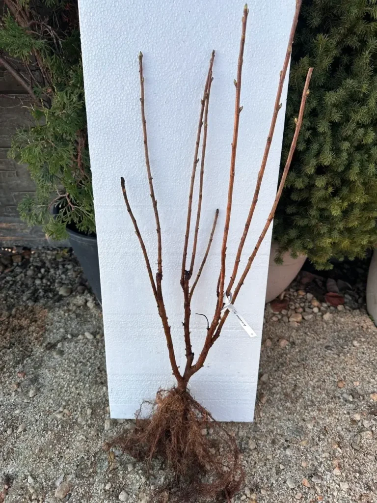 Касис сорт Титания (Ribes nigrum 'Titania') гол корен