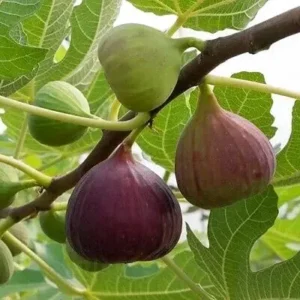 Разсад Смокиня Vassilika 100-120 см - Гръцки сорт