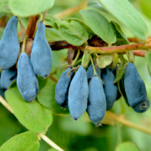 Камчатска боровинка Blue Velvet - 50 см, 2 л