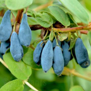 Камчатска боровинка Blue Velvet - 50 см, 2 л