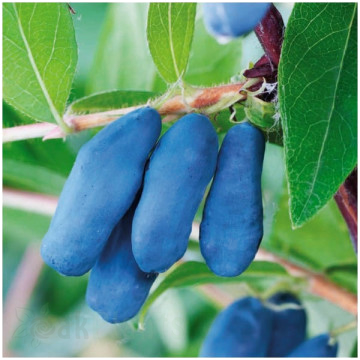 Камчатска боровинка Ленинградски Великан