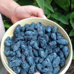 Камчатска боровинка Ruth - медоносна, 50 см, 2л саксия