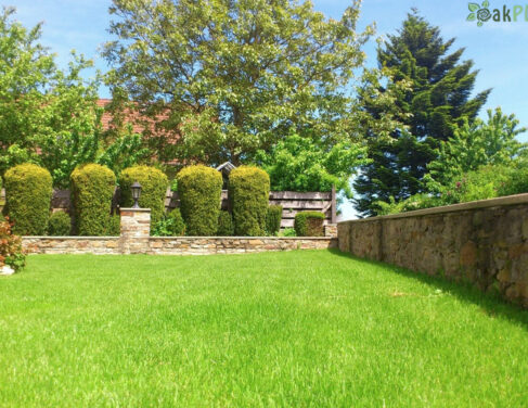 торене на иглолистни дарвета oakplants.eu