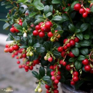 Червена боровинка Miss Cherry Meliro