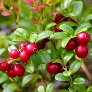 Червена боровинка Red Pearl с плодове