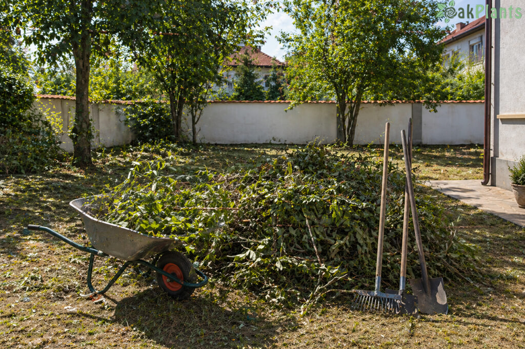 почистване на дворове 1-oakplants.eu