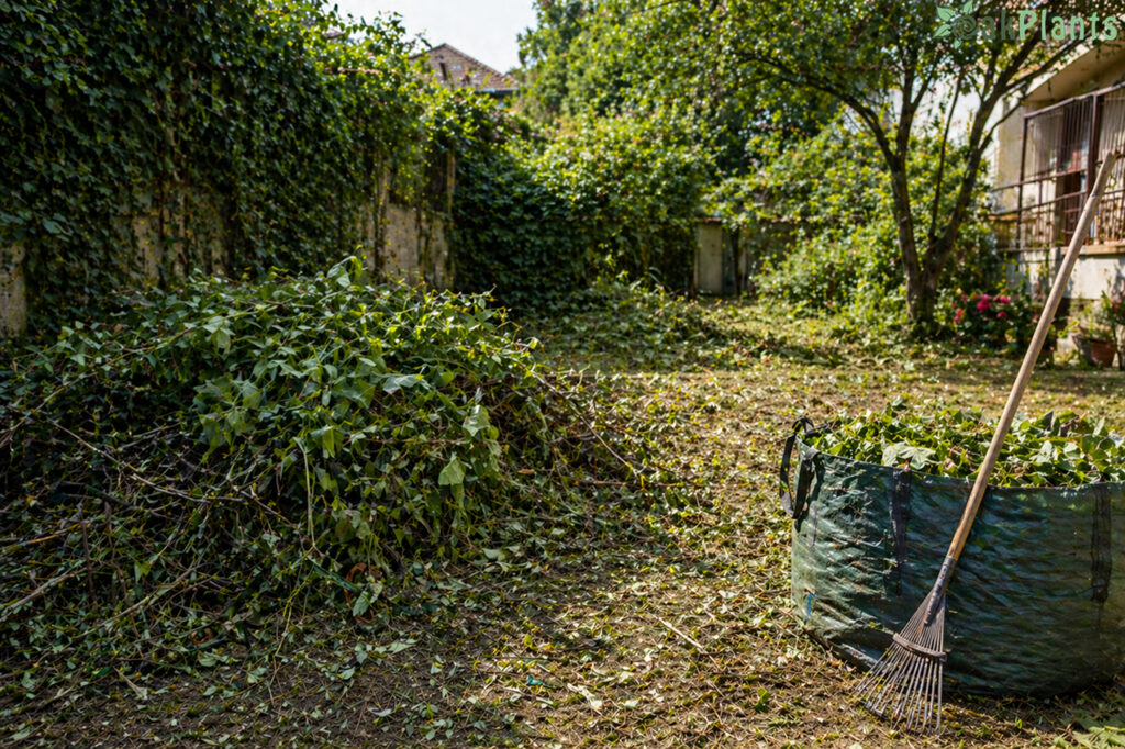 Почистване на дворове 2-oakplants.eu