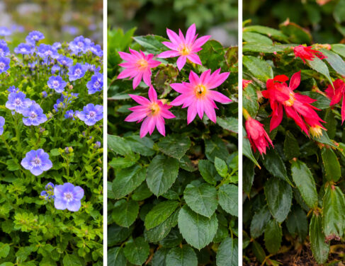 разлика между коледниче и великденче-oakplants.eu