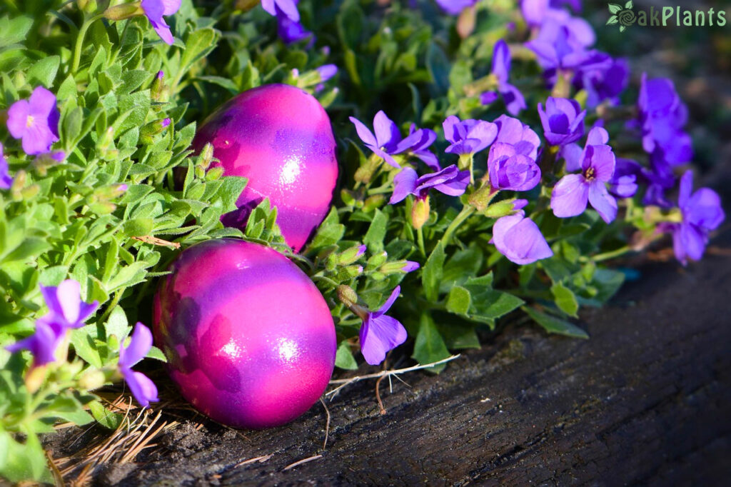 великденски венец-oakplants.eu (2)