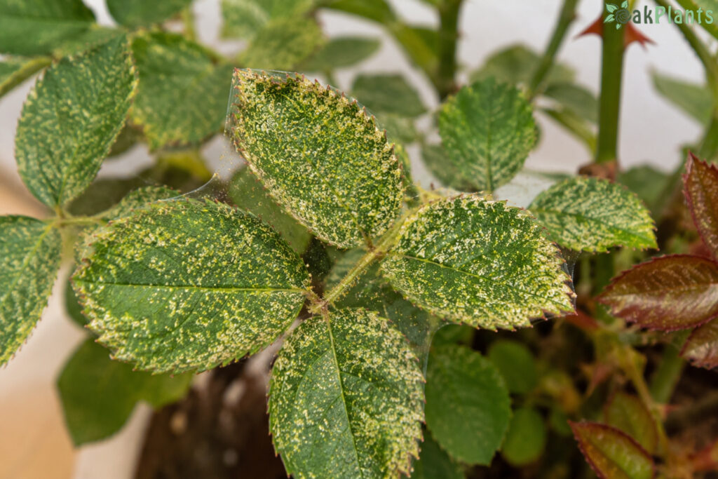 Паяжинообразуващи акари-2-oakplants.eu