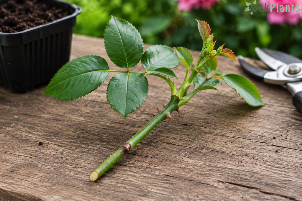 засаждане на рози от пръчка1-oakplants.eu