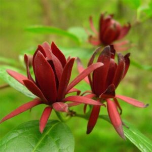 Calycanthus floridus - ароматен декоративен храст