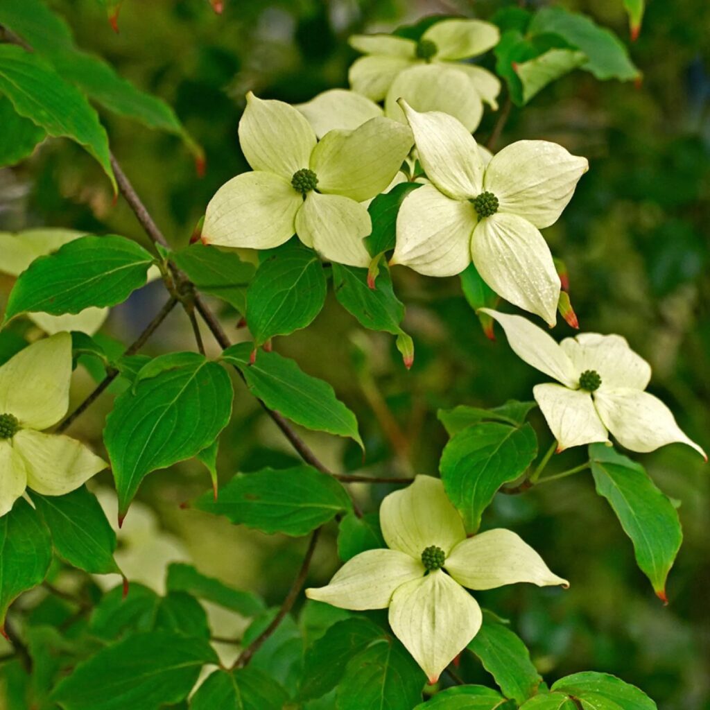 Cornus kousa China Girl японски дрян с бели прицветници