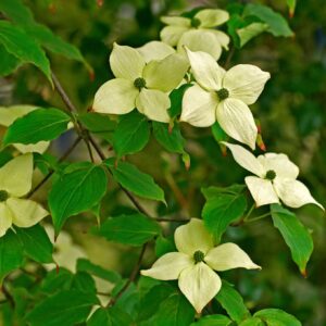Cornus kousa China Girl японски дрян с бели прицветници