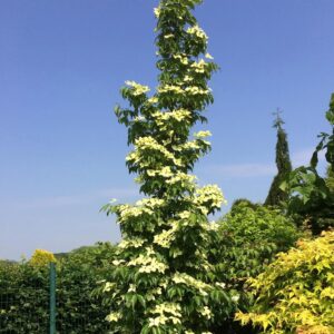 Cornus kousa Flower Tower колонновиден японски дрян