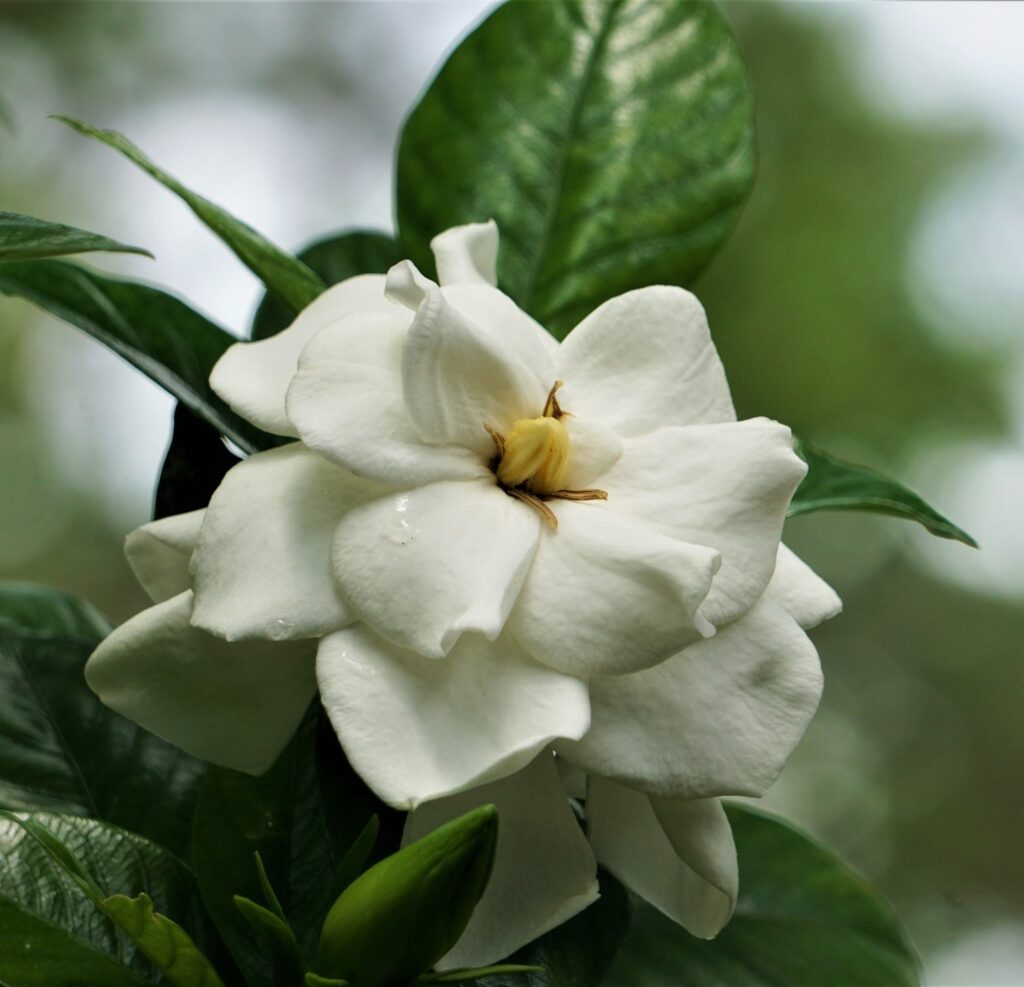 Gardenia jasminoides Double Mint бели цветове