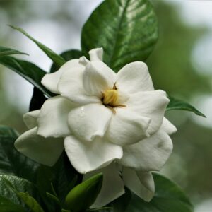 Gardenia jasminoides Double Mint бели цветове