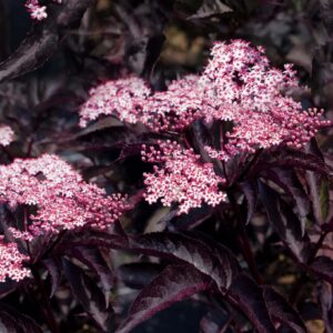 Sambucus nigra Black Beauty декоративен черен бъз