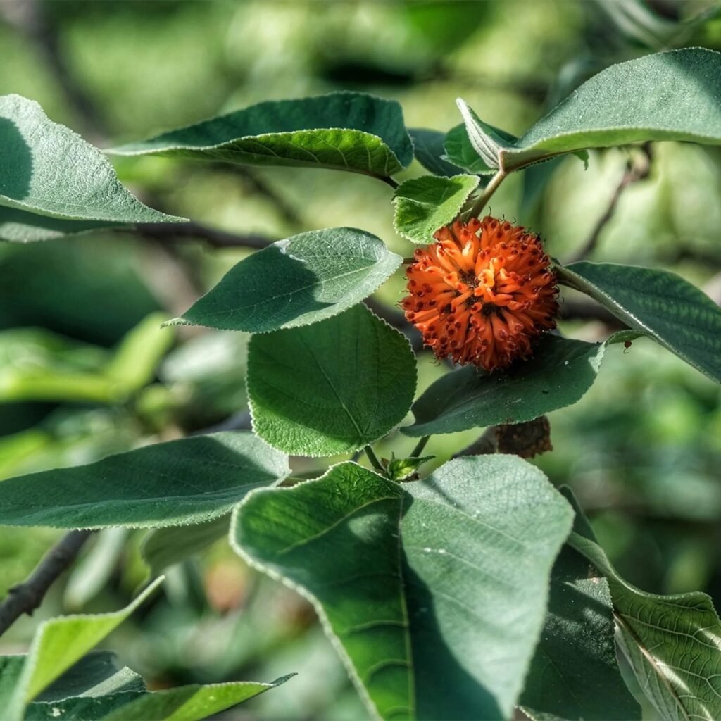 Broussonetia papyrifera хартиена черница