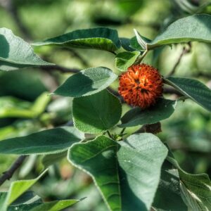 Broussonetia papyrifera хартиена черница