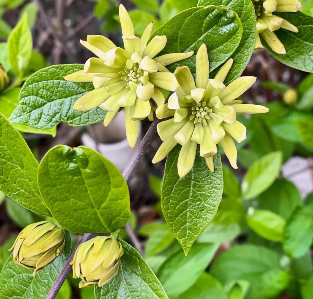 Calycanthus floridus Athens