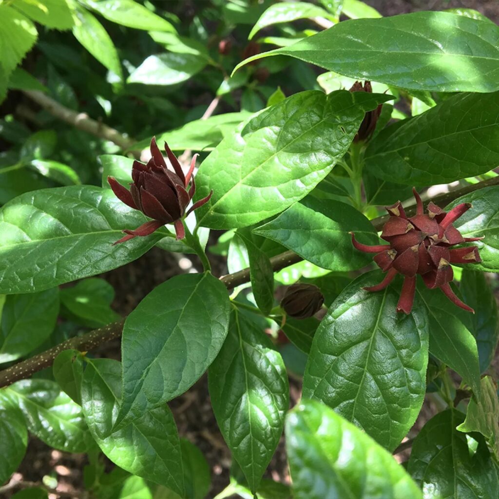 Цветове на Calycanthus floridus Michael Lindsay