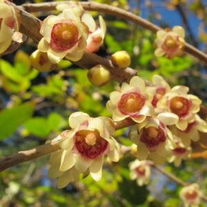 Chimonanthus praecox в цъфтеж