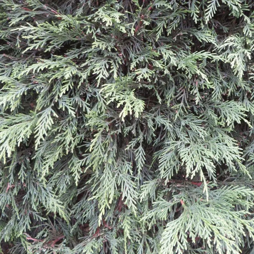 Лейландски кипарис (Cupressocyparis leylandii) 2 Лейланди вечнозелен жив плет