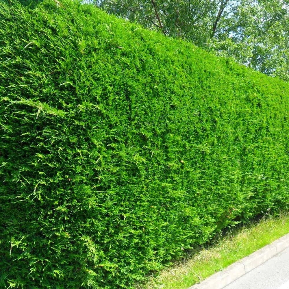 Лейландски кипарис (Cupressocyparis leylandii) 3 Лейланди за плътна зелена ограда