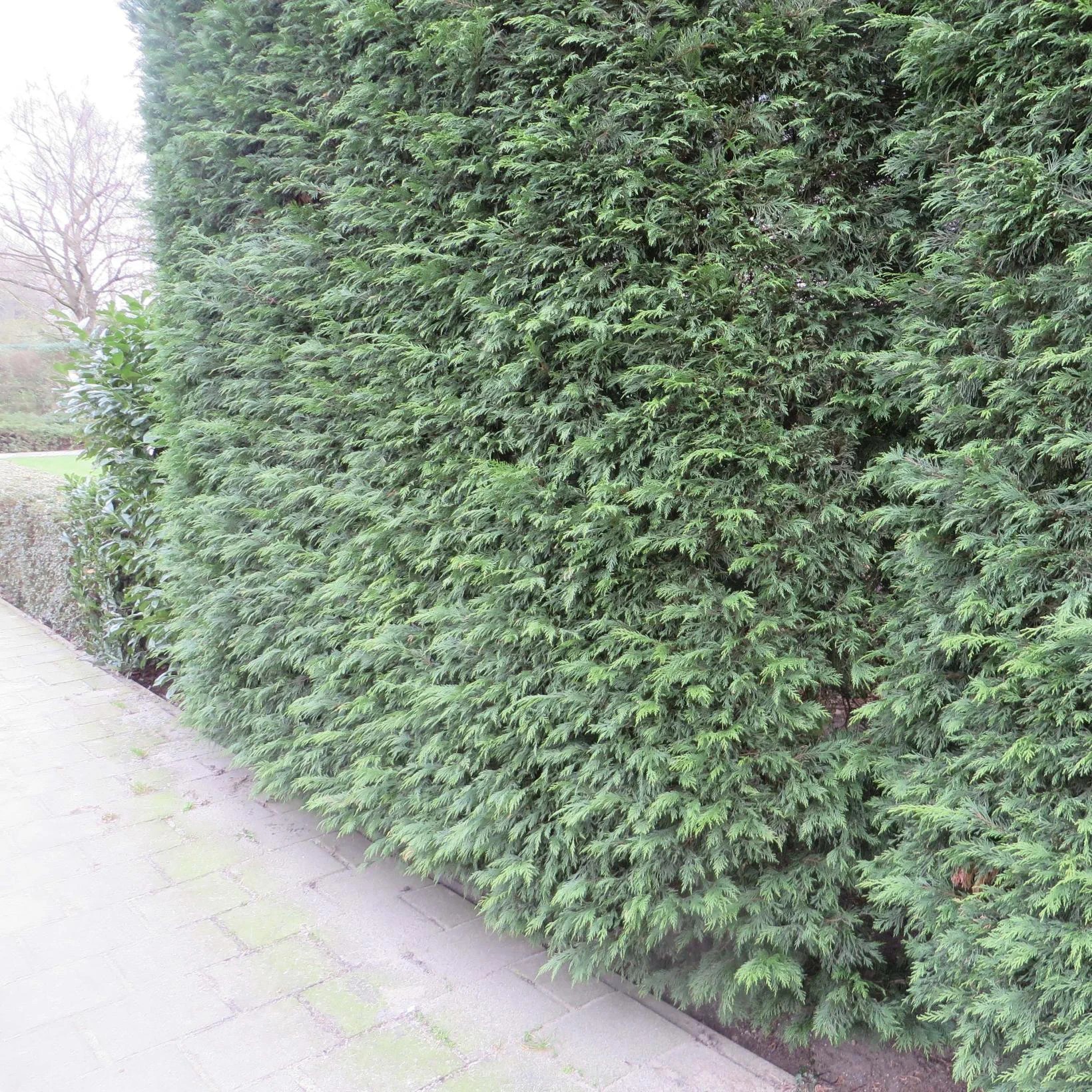 Лейландски кипарис (Cupressocyparis leylandii) 1 Лейланди за жив плет