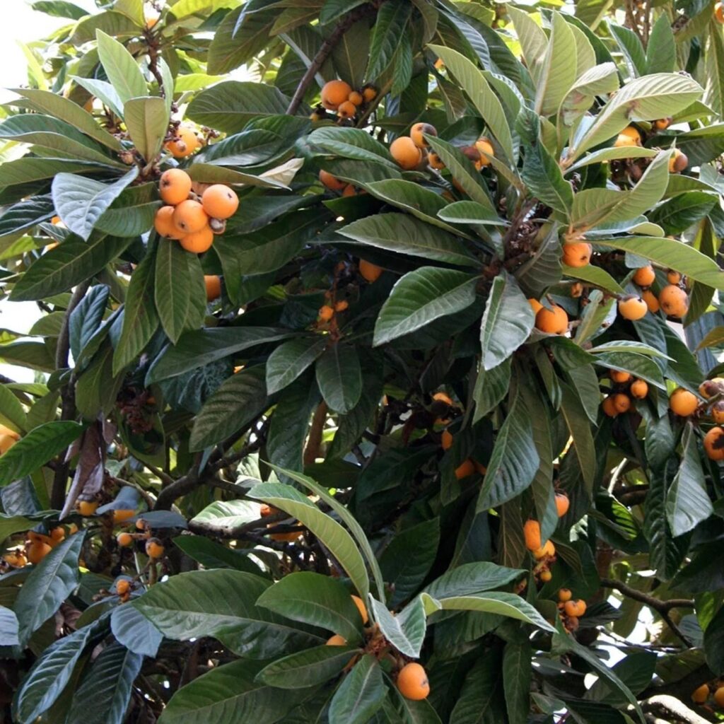 Eriobotrya japonica японска мушмула