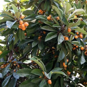 Eriobotrya japonica японска мушмула
