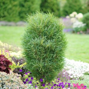 Frangula alnus Fine Line в градината