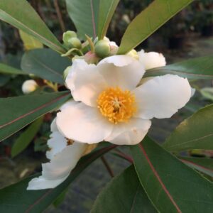 Gordlinia grandiflora в цъфтеж