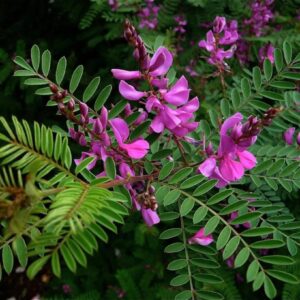 Indigofera heterantha в цъфтеж