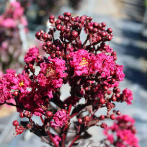 Lagerstroemia Black Diamond Mystic Magenta