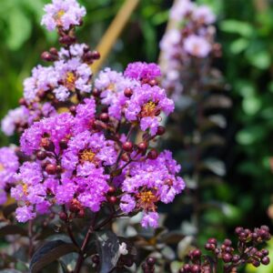 Lagerstroemia Black Diamond Lavender Lace