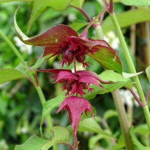 Leycesteria formosa Purple Rain