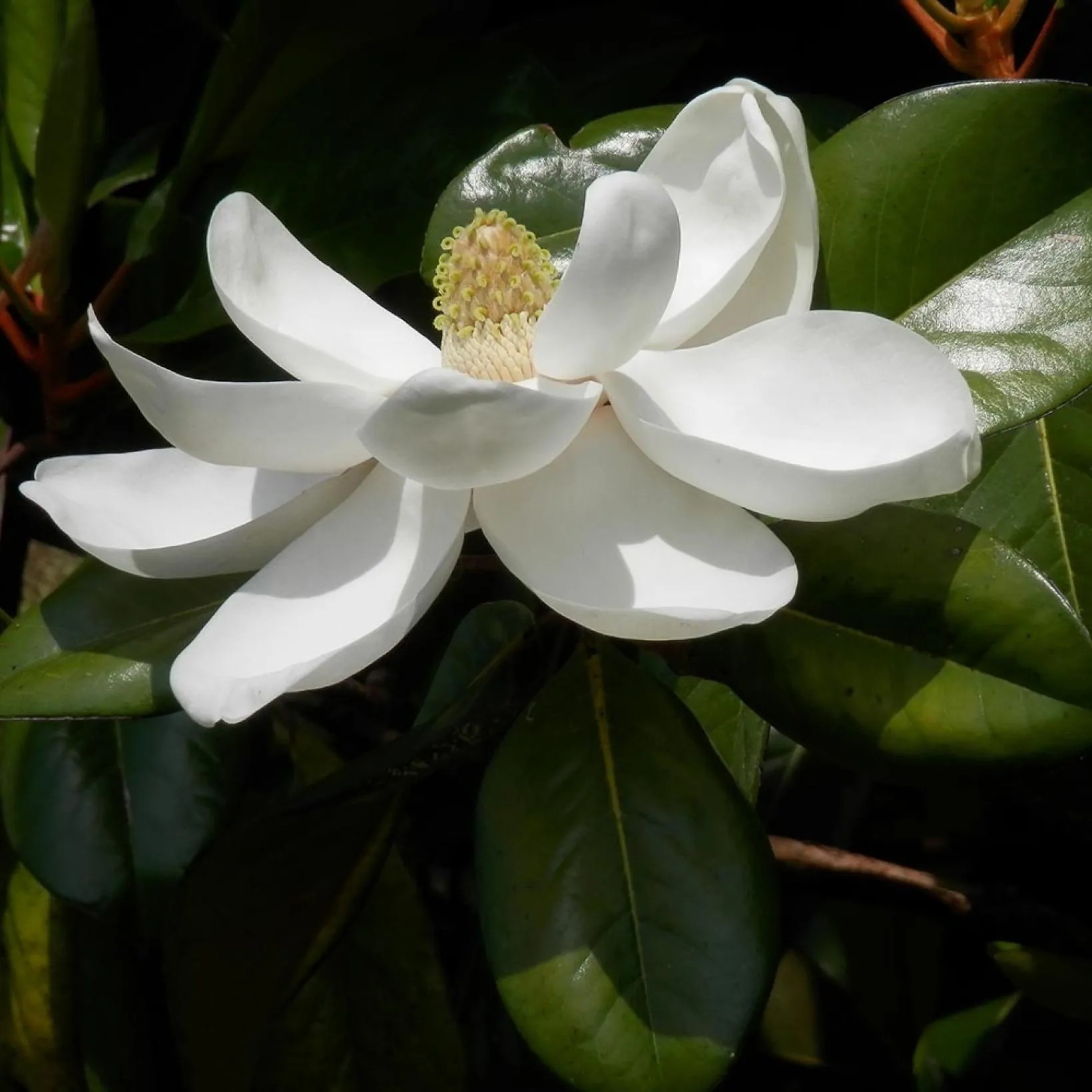 Магнолия grandiflora Francois Treyve 2 Магнолиа грандифлора Франcоис Трейве 1