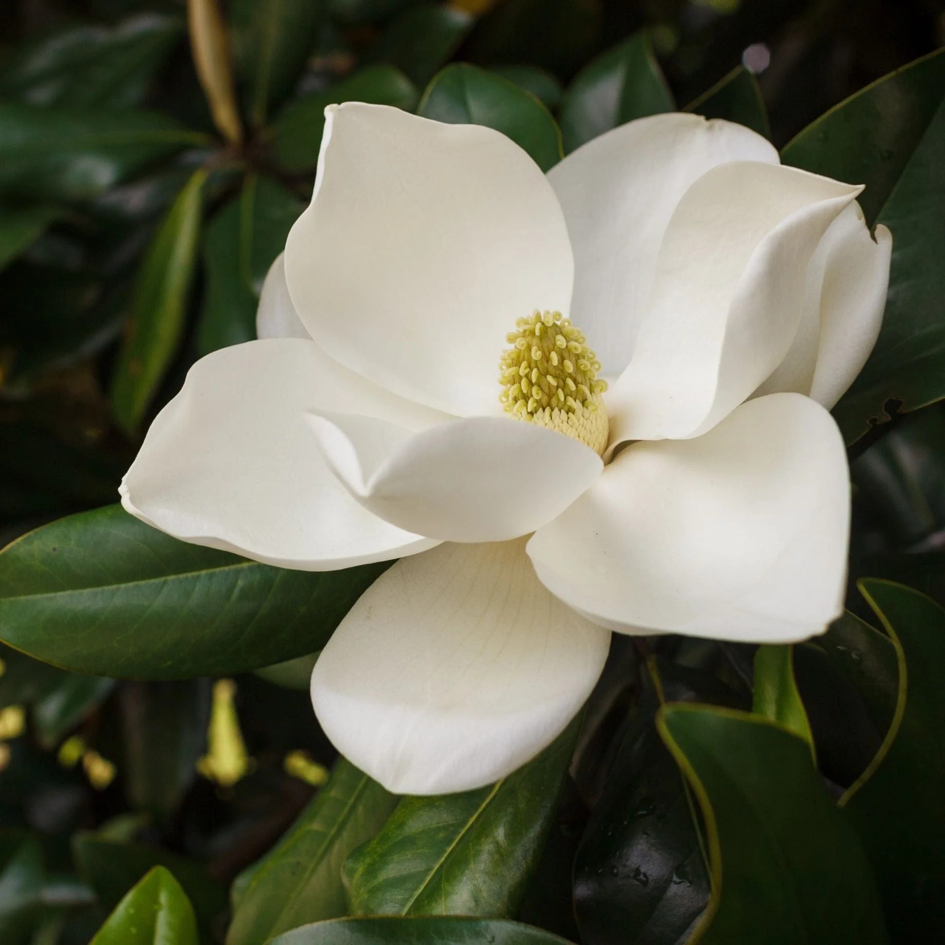 Магнолия grandiflora Francois Treyve 1 Магнолия grandiflora Francois Treyve вечнозелена магнолия