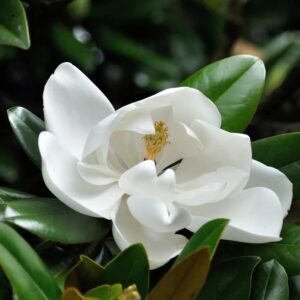 Магнолия grandiflora Le Nantais вечнозелена магнолия